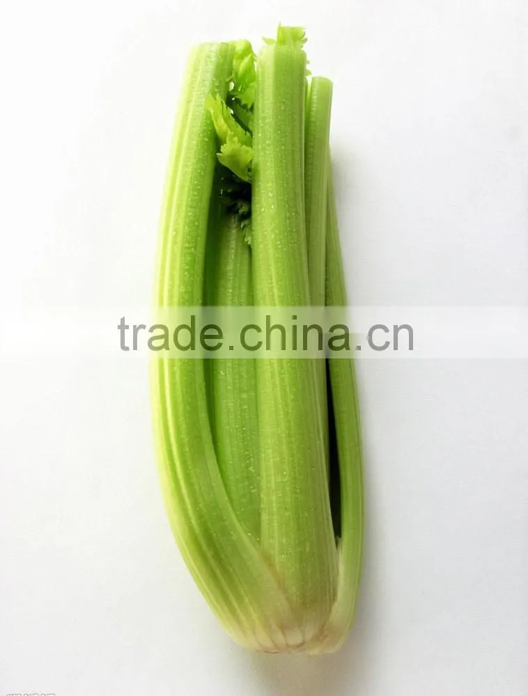 Hot sale IQF celery slice/frozen celery