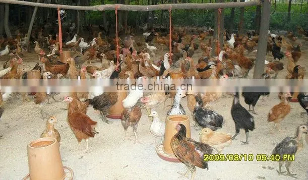 wholesale chicken feeder for chicken duck bird