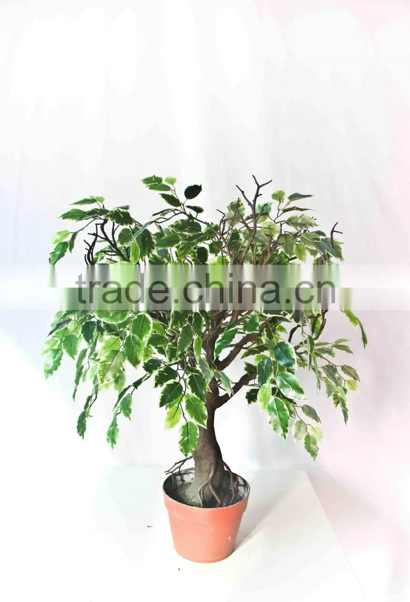 Mini fake banyan bonsai
