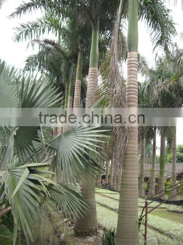 royal palm trees