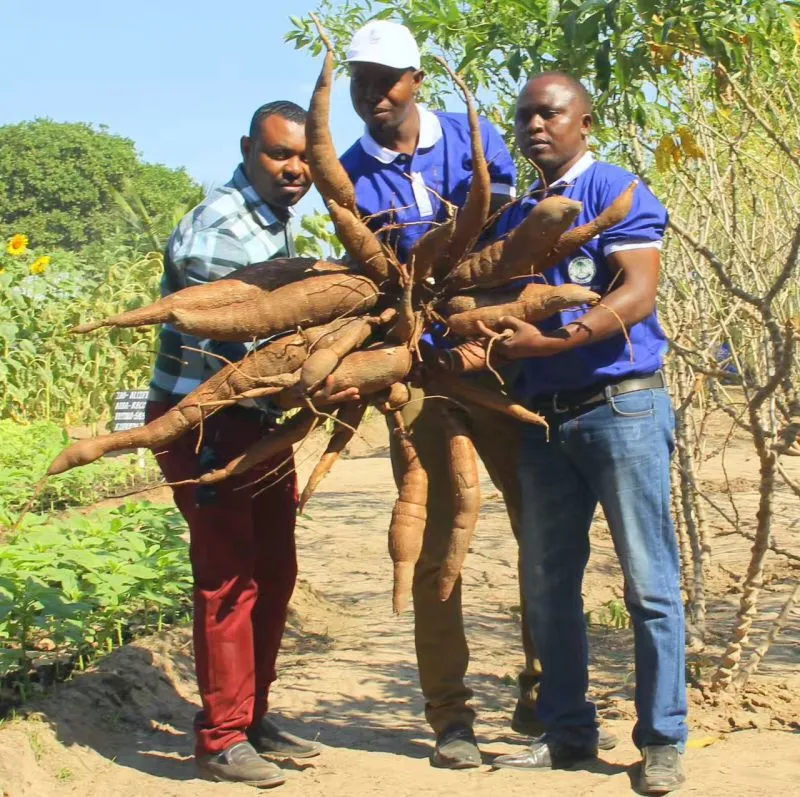 Cassava Starch Yam Starch Processing Machine Production Line