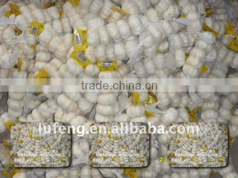 Fresh Normal White Garlic