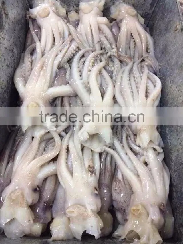 Frozen squid head from high quality Illex squids