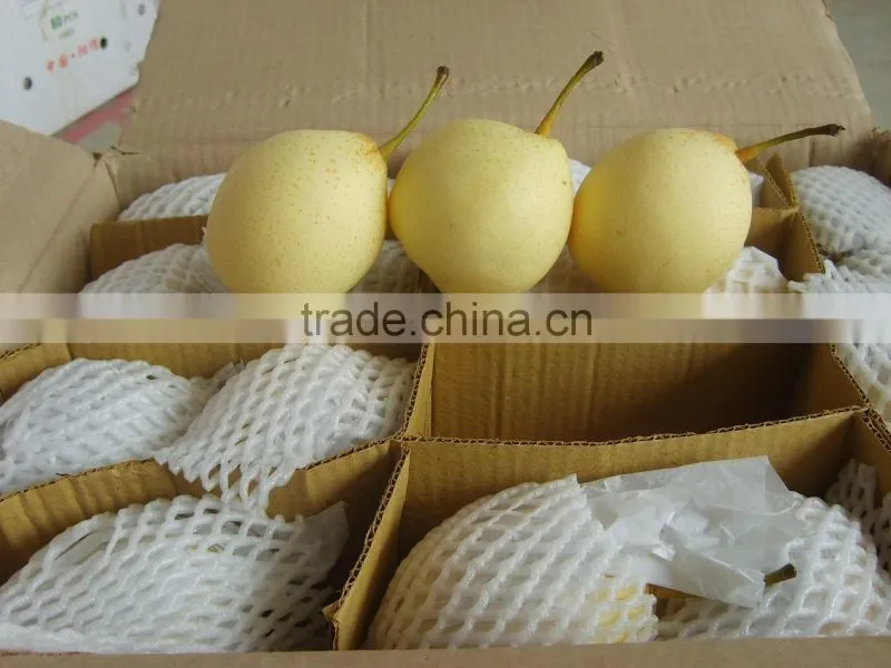 Fresh Shandong Pear 60-70-80 in 15kg Carton