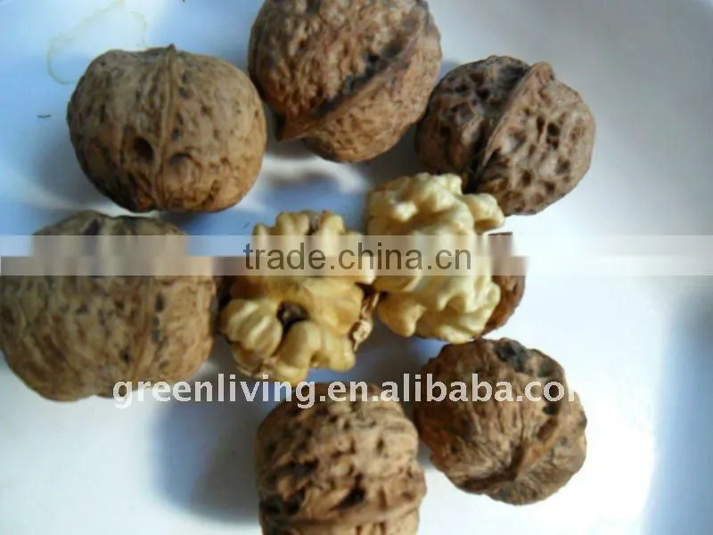 walnuts in shell or kernel 30mm above good quality and price
