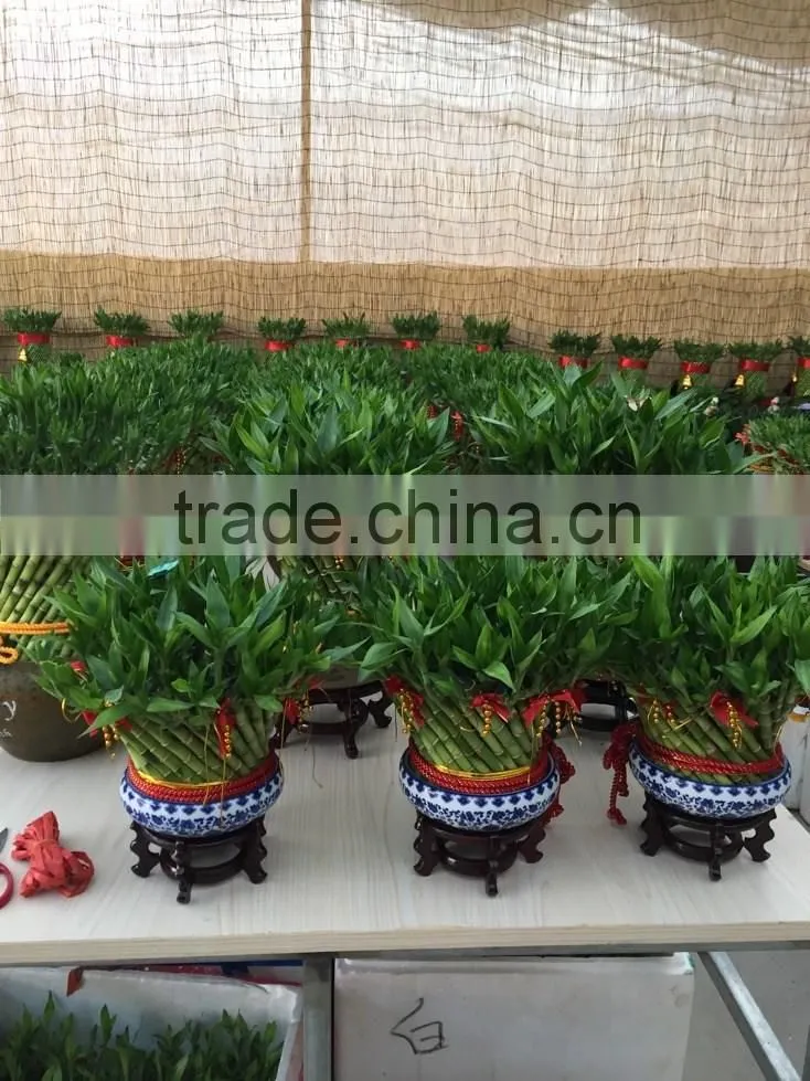 Dracaena sanderiana Sander