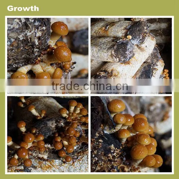 Chinese cultivated honey mushroom