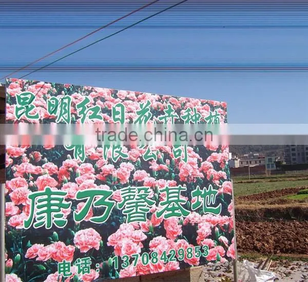 fresh cut flower pink carnation from china mother's day