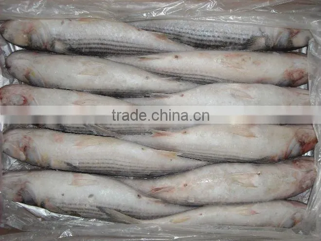 frozen grey mullet with small size