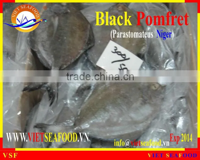 FROZEN WHOLE ROUND BLACK POMFRET