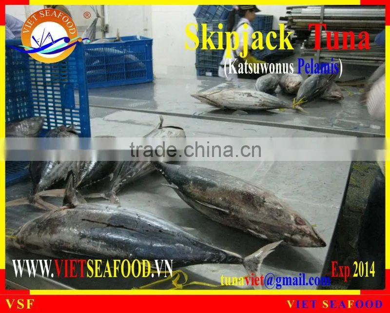 FROZEN SKIPJACK TUNA WHOLE ROUND
