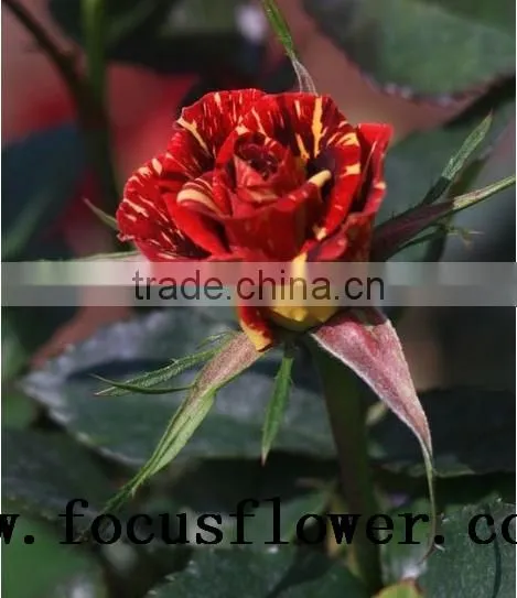 good quality fresh black roses in delhi Roses Flowers spray rose Meteor shower for wedding decoration without middleman