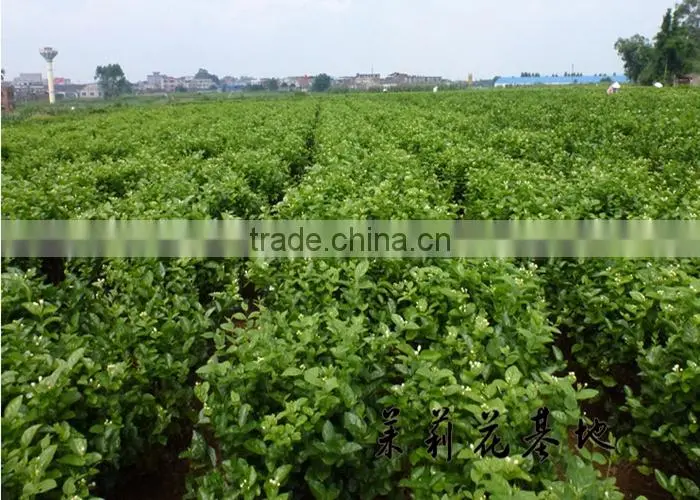 Early Spring Tea Chinese High Quality Jasmine Tea