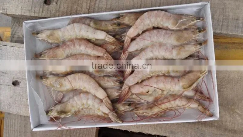 sea frozen vannamei white shrimp