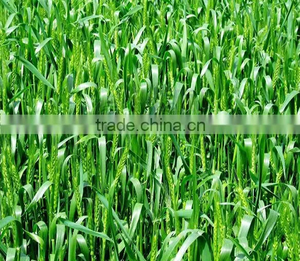 water absorbency water retaining gel for flower