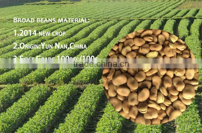We can supply the high quality canned broad beans with bottom price!