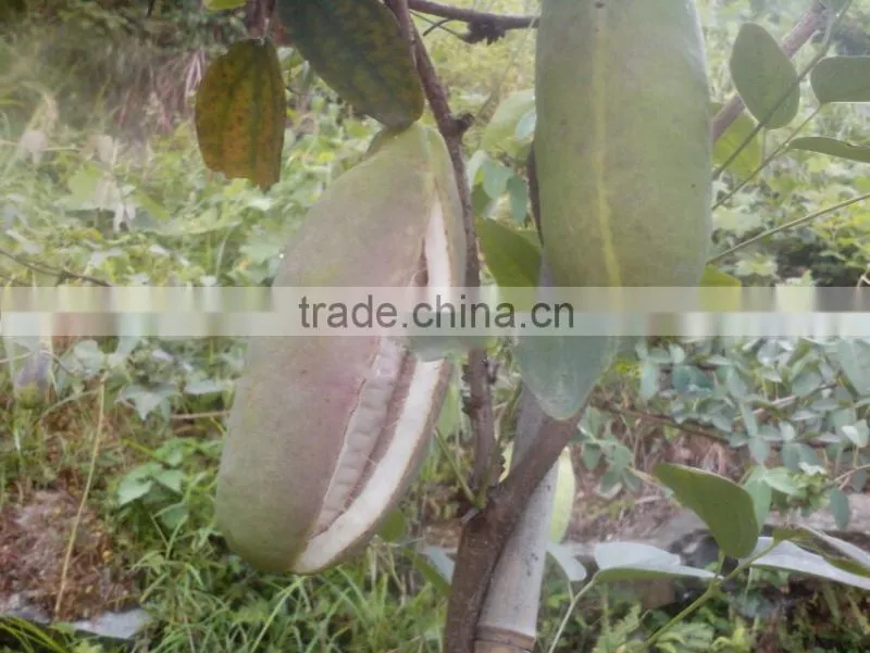 High Quality Rare Fruit Tree Seeds For Planting Holboellia latifolia Wall Seeds
