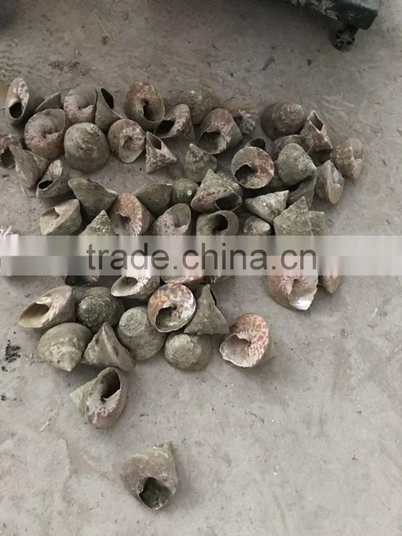 trochus niloticus raw shell material for trocas