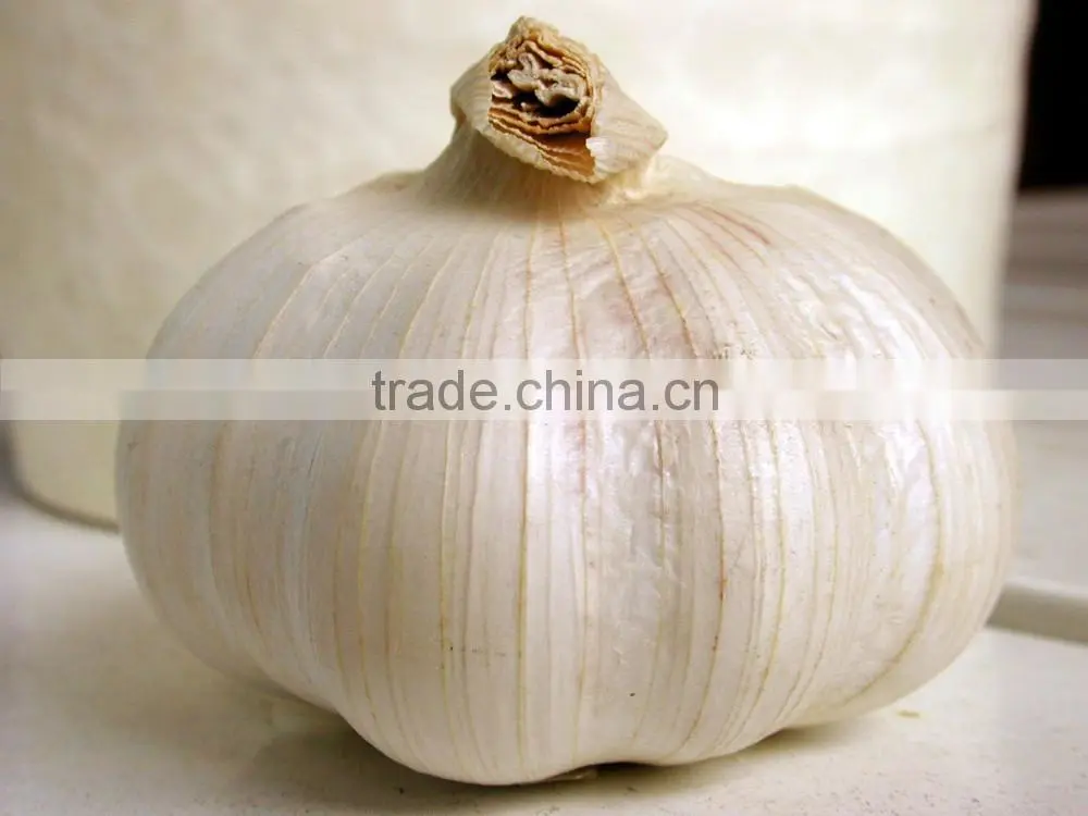 garlic seeds garlic price