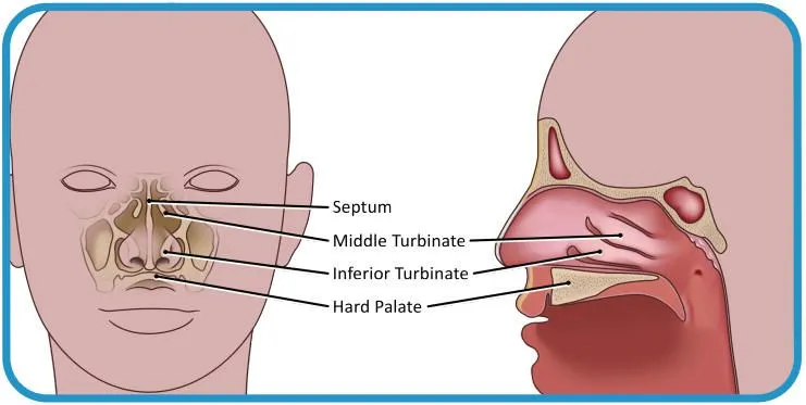 Nasal Mid-Turbinate Specimen Collection: Step-by-Step Guide