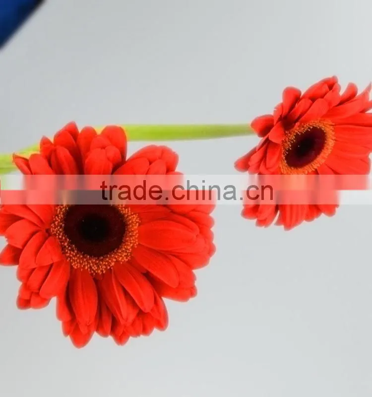 High quality Savanna fresh flowers gerbera