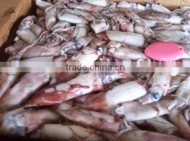 Frozen squid ( sleeve-fish ) whole round loligo squid fresh squid for sale