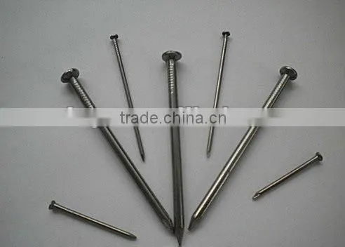polished common iron nails