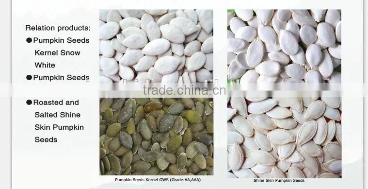 Competitive price~ 2015 new crop Shine Skin Pumpkin seeds,kernels