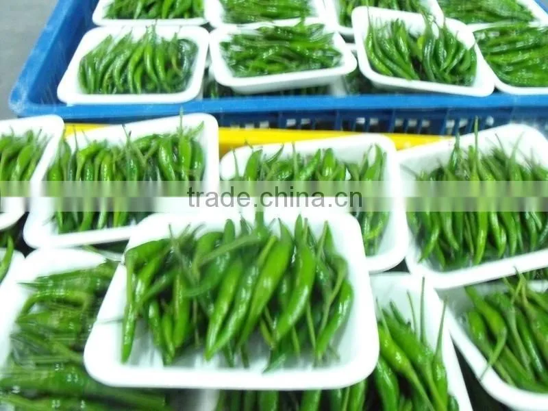 Vietnam Fresh Chili Very Hot competitive price