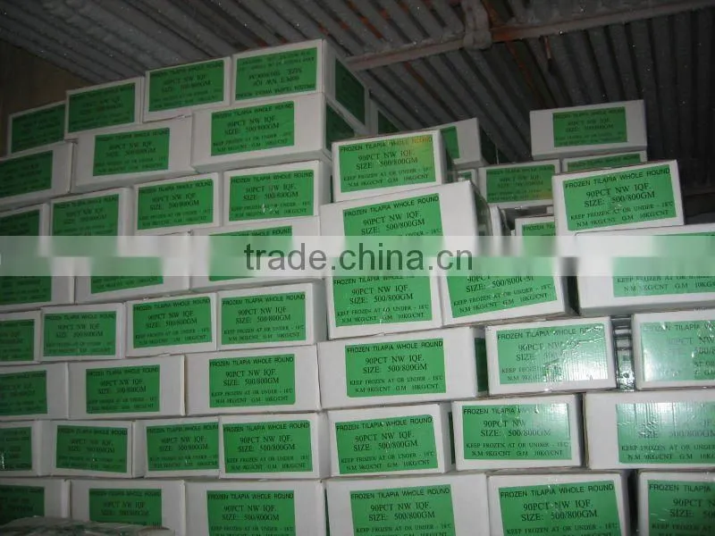 Low price China Export Frozen Whole Round Black Tilapia