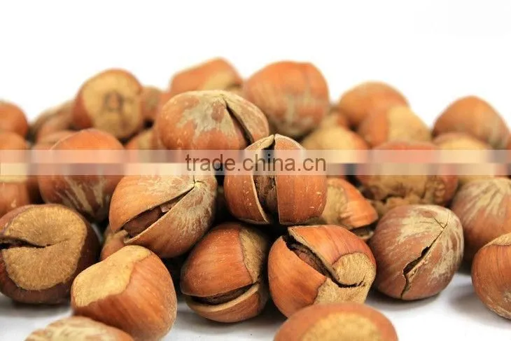 hazelnut tree seedling