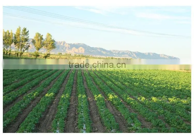 china white pumpkin seeds price