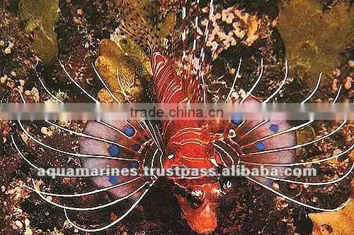 Australian Wholesale Tropical Fish Aquarium Marine Fish