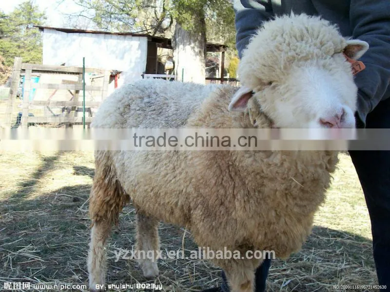 green sheep ear tag 41*15 mm same size for mum tag and dad tag