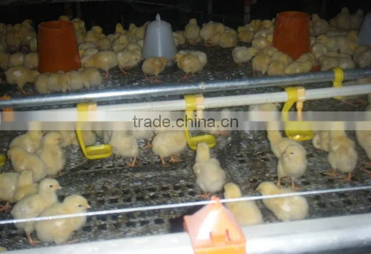 poultry automatic feeding system