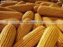 Very convenient and high effiency corn thresher machine