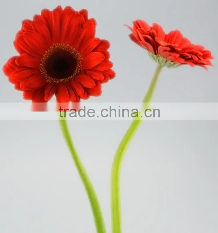 Durable Savanna red gerbera flower