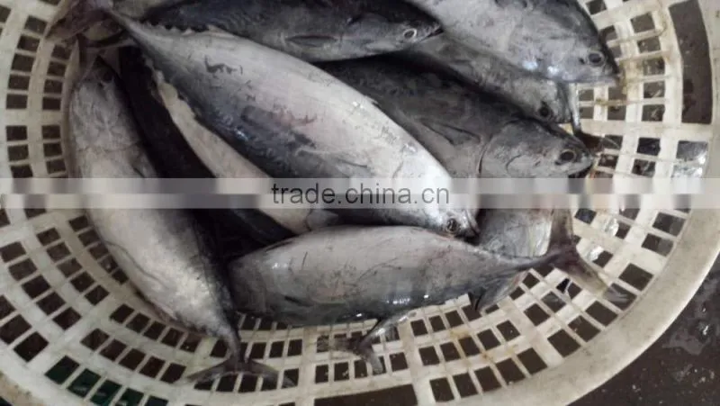 2015 frozen bonito whole round 500-750,750-1000,1000g+/pc for marketing