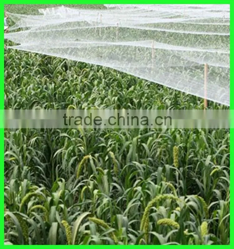 High quality garden used white anti bird net from Henan