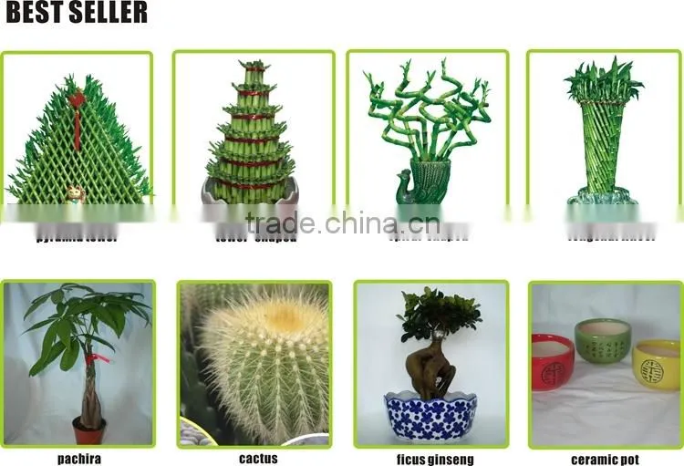 mini cactus succulent indoor plants bonsai nursery echinocactus grusonii cereus cacti opuntia dillenii cactaceae notocactus