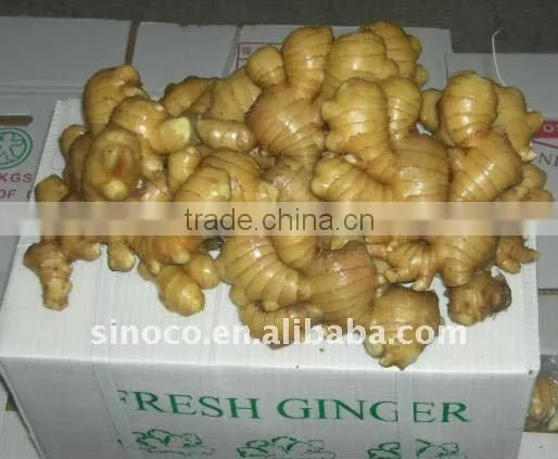 Fresh Ginger export