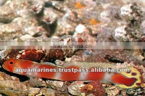Australian Wholesale Tropical Fish Aquarium Marine Fish