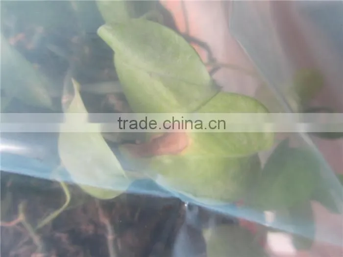 PE plastic film products for mushroom tunnel / greenhouse film for shade crops