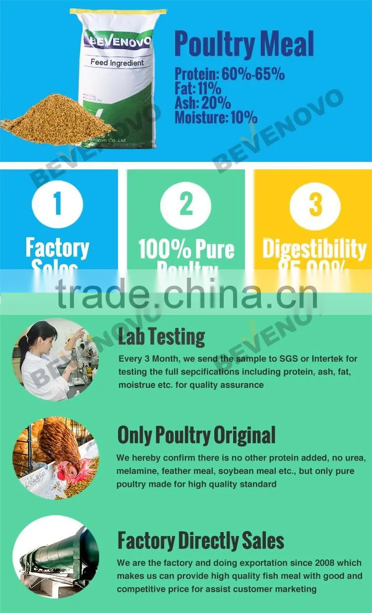 Sell Pure Poultry By Product Meal 60% Protein