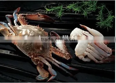 Frozen blue swimming crab whole round