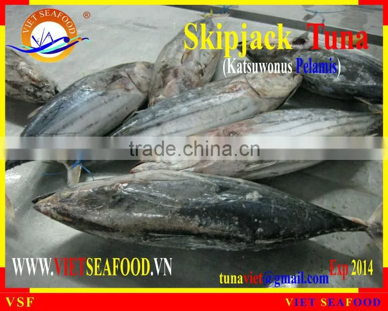 FROZEN SKIPJACK TUNA WHOLE ROUND