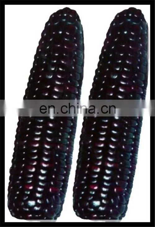 Automatic sweet canned corn processing production line