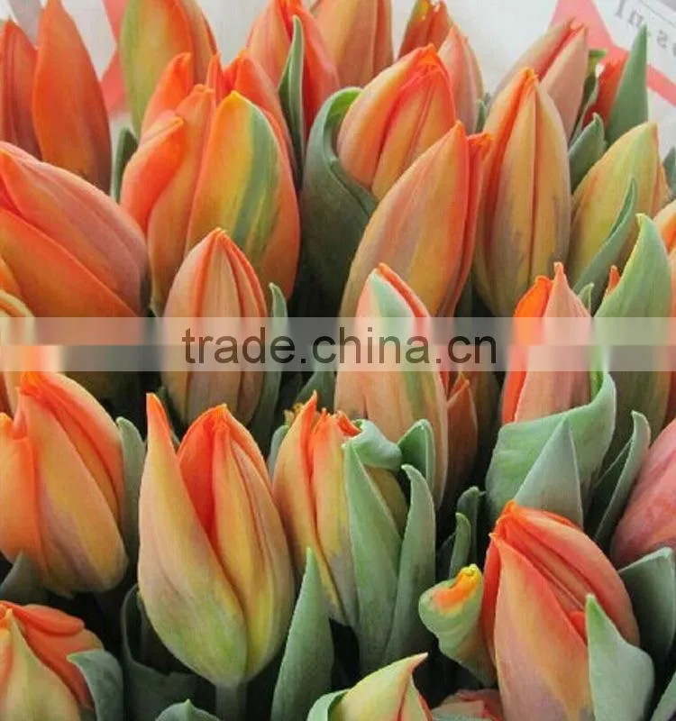 Fashion hot sale yellow tulip fresh cut flowers