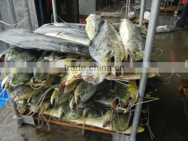 High quailty frozen mahi mahi WR
