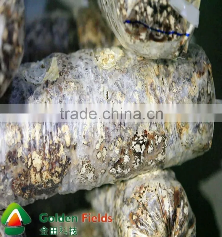 Hot Sale High Quality Cultivated Organic Dried Shiitake cultivation rods